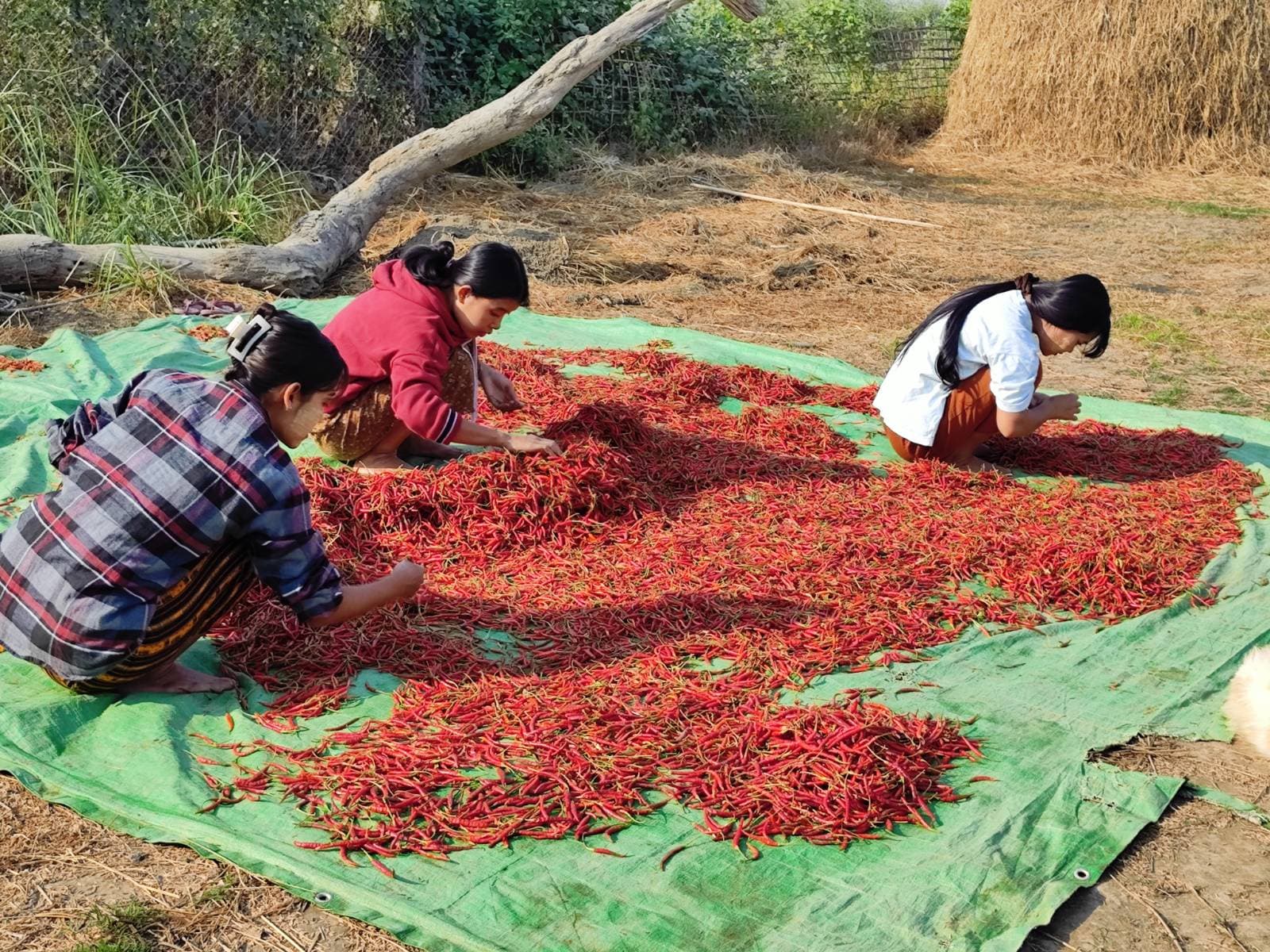 Strengthen Food Security and Livelihoods